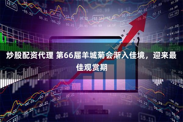 炒股配资代理 第66届羊城菊会渐入佳境，迎来最佳观赏期